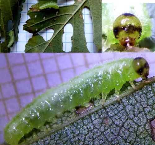 Réf. 269 085 : Priophorus rufipes